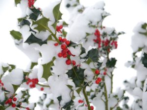 Holly Berries on Snowy Branch