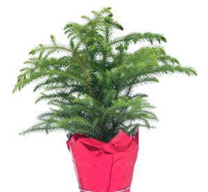 Small Norfolk Pine in Pot