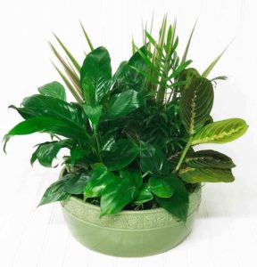 Dish gardens are green growing expressions, a perfect gift for any occasion. Notably known to be easy to care for house plants.