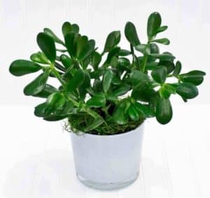 The sculptural beauty of lustrous jade plants is potted to enhance the sentiment of any occasion.