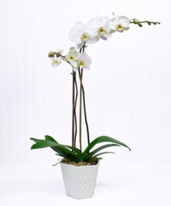 Elegant white Phalaenopsis Orchids make a long lasting statement. Coupled with a large succulent, this is a gift fit for any occasion.
