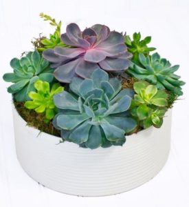 The perfect gift for any occasion! Succulent plants require very little attention and add style to any area, especially when designed in a sophisticated white, ribbed ceramic.