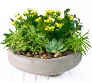 An elegant, low, slate planter bursting with a beautiful collection of varying types of succulents perfectly coupled with flowering kalanchoe. 