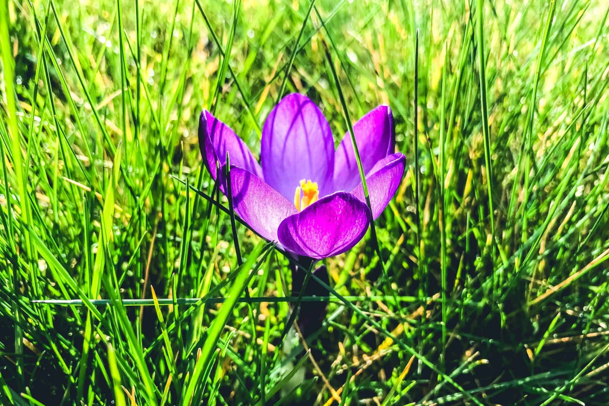 Why You Should Shop at EcoFriendly Florists Blossom Flower Shops