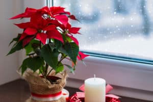 Red poinsettia, a traditional Christmas flower in the winter window. Copy space.